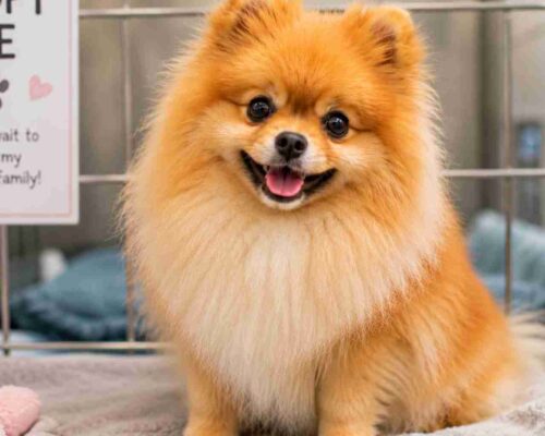 Pomeranian dog in a shelter waiting to be adopted