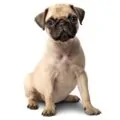 Pug small dog breed