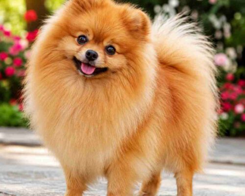 Orange Pomeranian dog