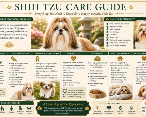 Shih Tzu care guide infographic