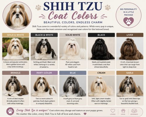 Shih Tzu coach colors infographic showing eight different types of coat colors in the Shih Tzu dog breed