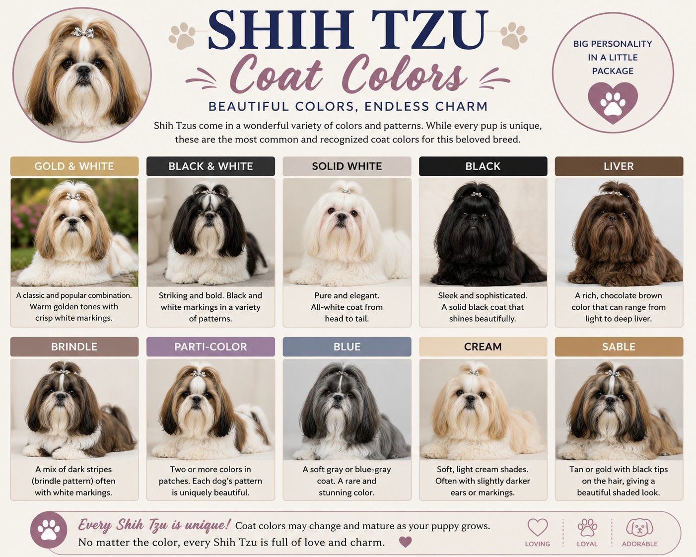 Shih Tzu coat colors infographic showing eight common coat colors and patterns