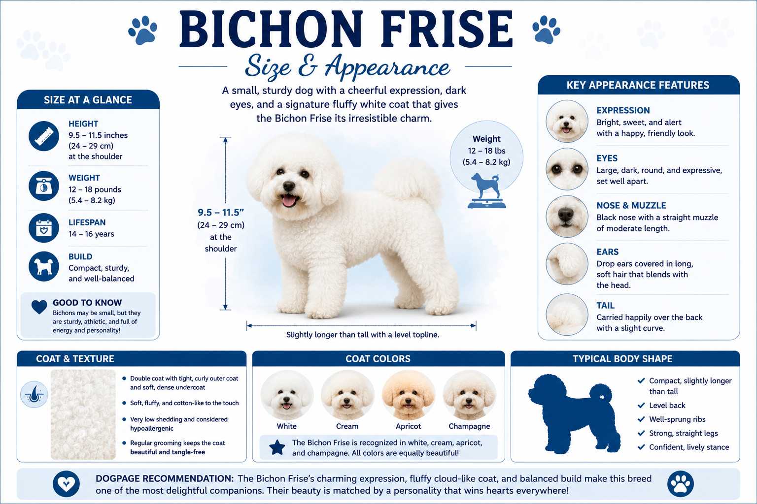 Bichon Frise Size and Appearance infographic showing height, weight, body structure, coat type, facial features, accepted colors, and other distinguishing breed characteristics.