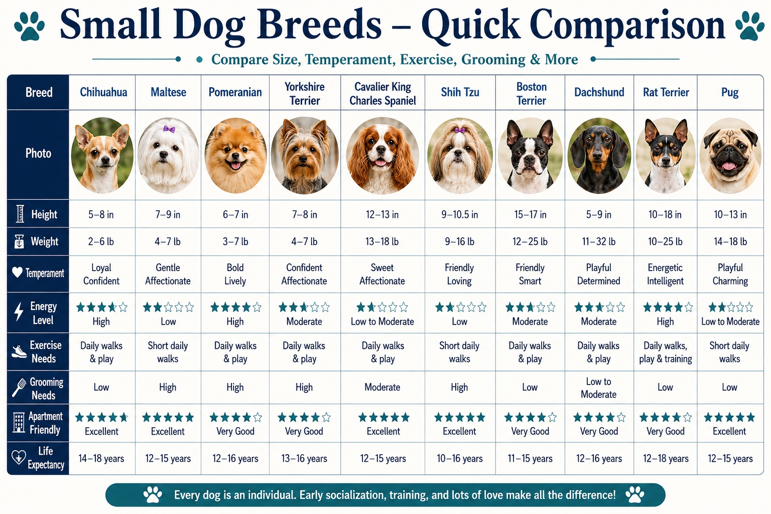 Quick comparison infographic of the 10 best small dog breeds, comparing size, temperament, energy level, grooming needs, apartment suitability, and life expectancy