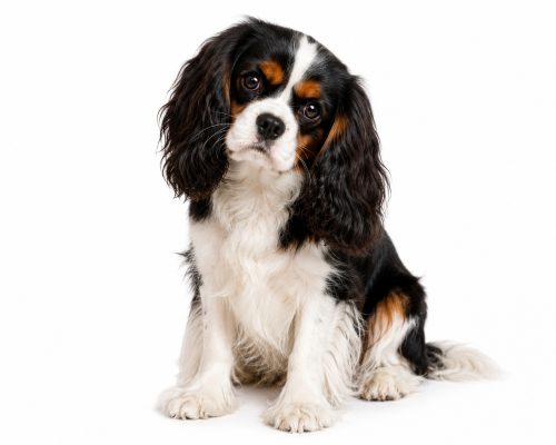 Tricolor Cavalier King Charles Spaniel dog