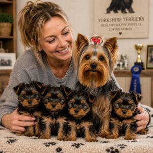 Yorkshire Terrier breeder with healthy puppies