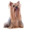 Yorkshire Terrier small dog breed